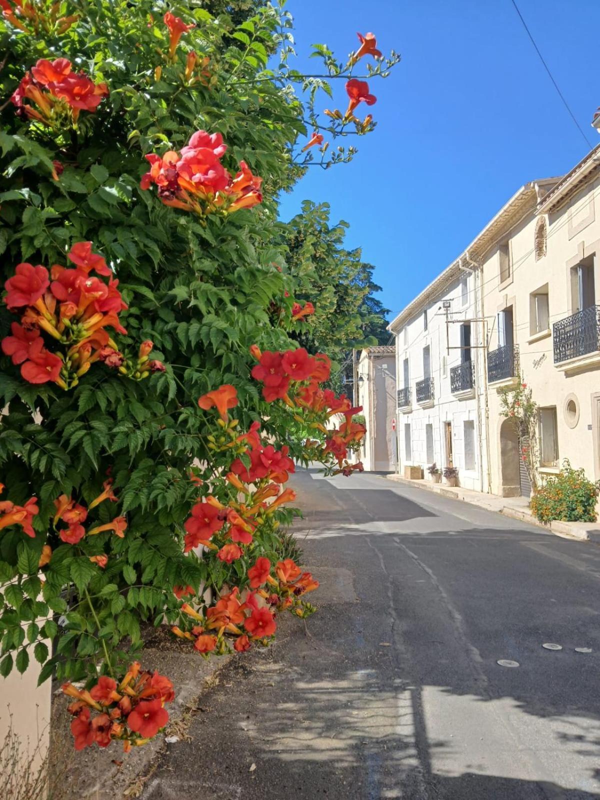 L'Oostaloo Logement De Vacances Usclas-l'Herault Eksteriør billede